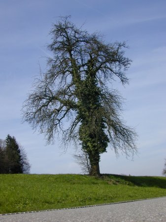 Baum