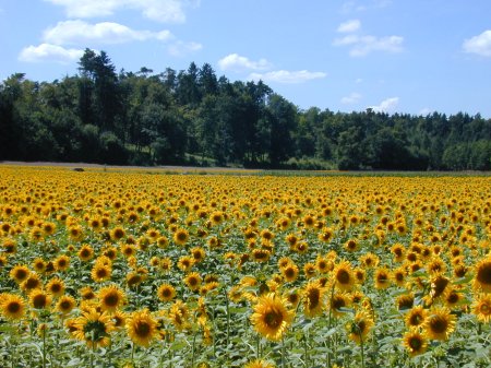 Sonnenblumenfeld