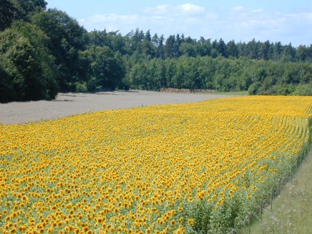 Sonnenblumenfeld