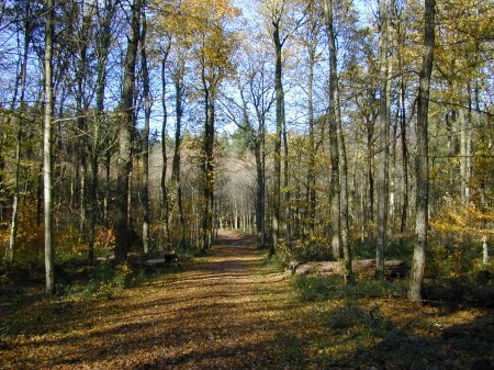 Wald
