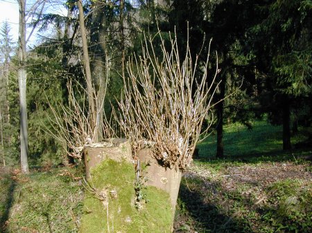 Im Wald