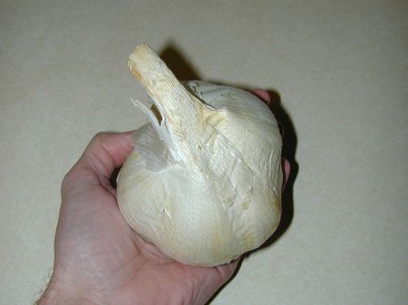 Knoblauch