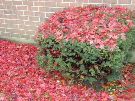 Herbst