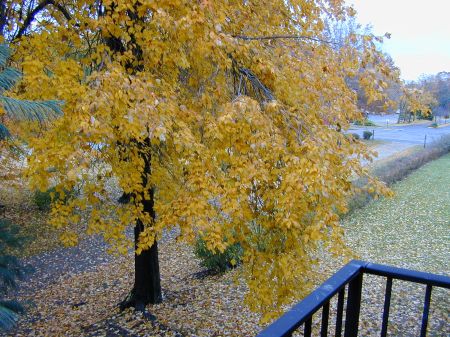 Herbst