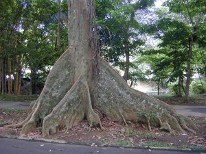 Bogor